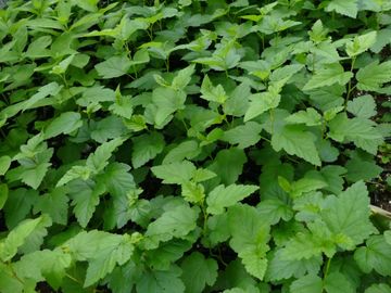 Physocarpus opulifolius Common Ninebark northern ninebark Shrub native wildflower potted plant
