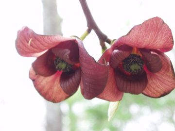 Pawpaw Flower Blossom Asimina triloba  Native Wildflower Butterfly Host Potted Plants