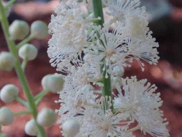 Cimicifuga racemose Black Cohosh Native Wildflower Butterfly Host Potted Plants